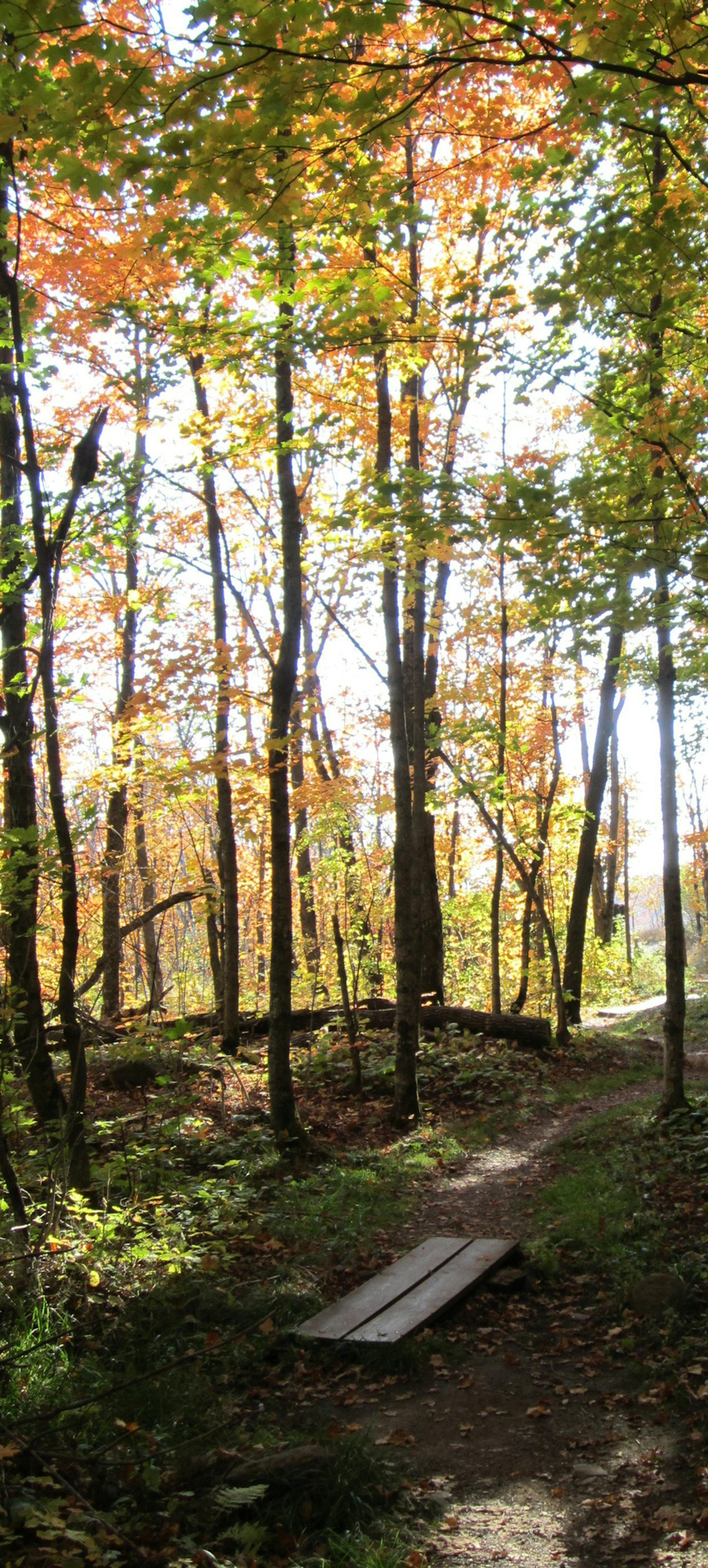 A hiking path along the Oberg Mountain Trail. Courtesy of Superior Hiking Trail