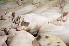 The USDA will conduct a trial of higher processing speeds at nine pork plants across the country, the agency announced last week.