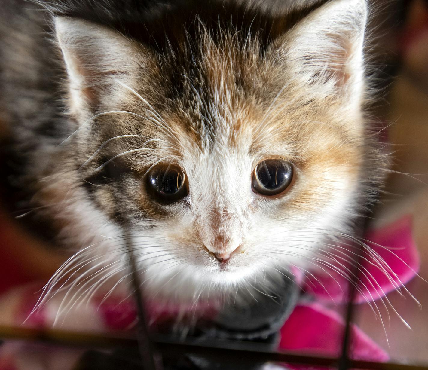 The Bitty Kitty Brigade, a nonprofit cat rescue, is hosting a Give to the Max Day kick-off party called "Brews for Bitty Kitties" at Boom Island Brewery in Minnetonka.