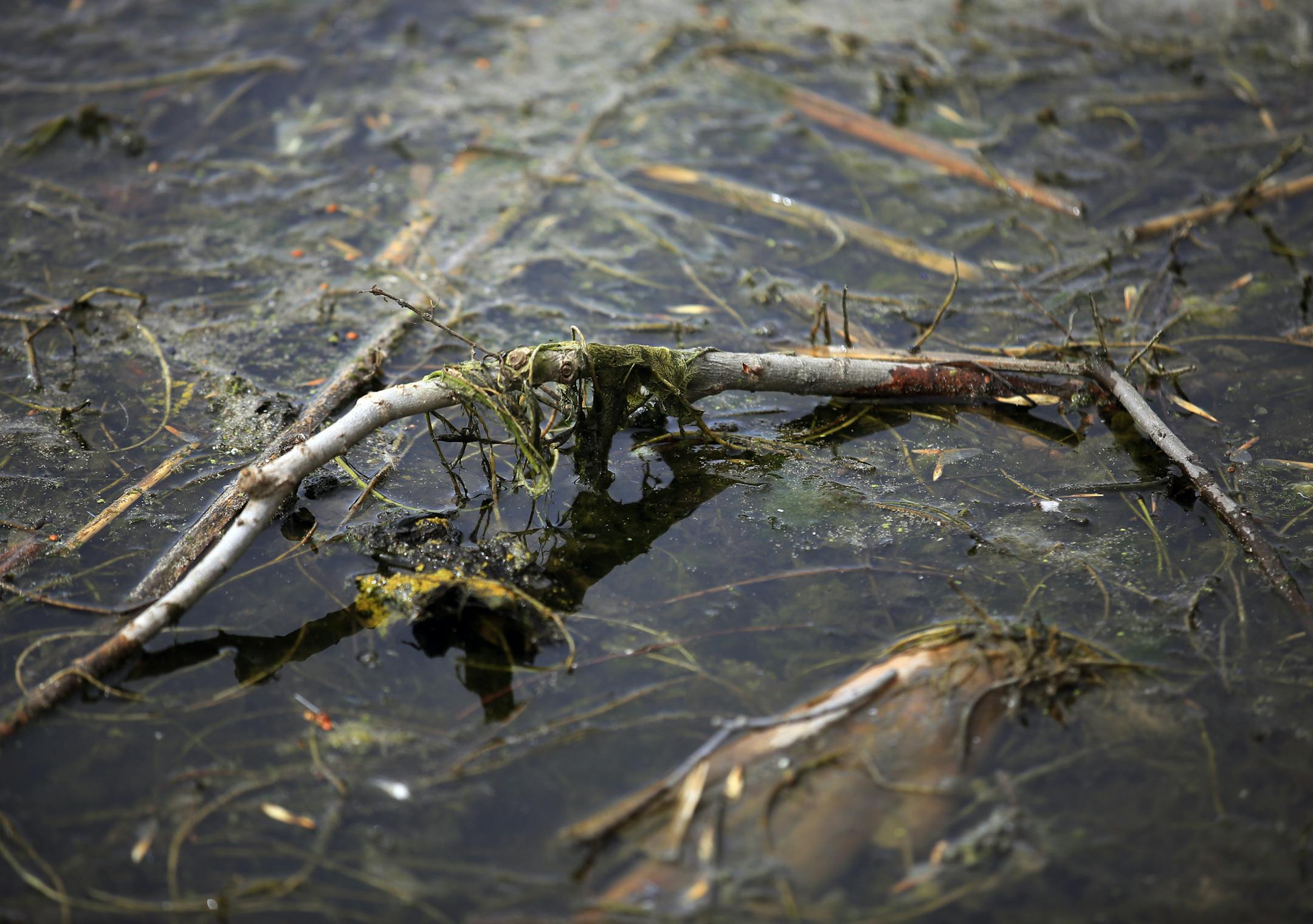 A decade ago Lake Rebecca was so polluted with algae that fish died each July and Three Rivers Park District curtained off the public swimming area to keep the slime at bay. Now the west metro lake is well on the way to a remarkable comeback, thanks to several improvements and an infusion of money. Here, algea on the beach at Lake Rebecca park. ] BRIAN PETERSON ‚Ä¢ brianp@startribune.com Maple Plain, MN - 04/30/2013]