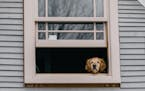 Leaving a dog home in a room with a view may actually increase its anxiety.