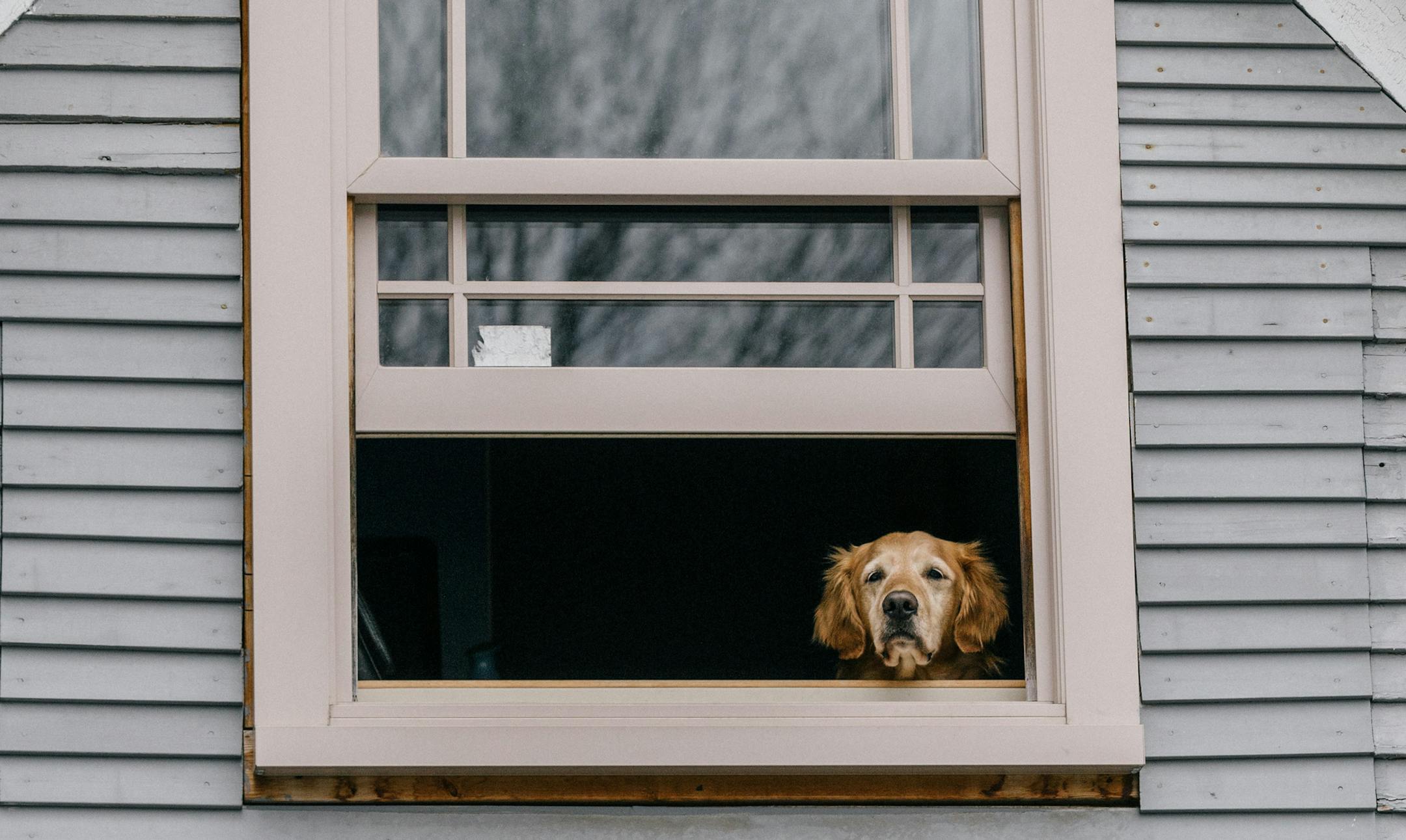 Leaving a dog home in a room with a view may actually increase its anxiety.