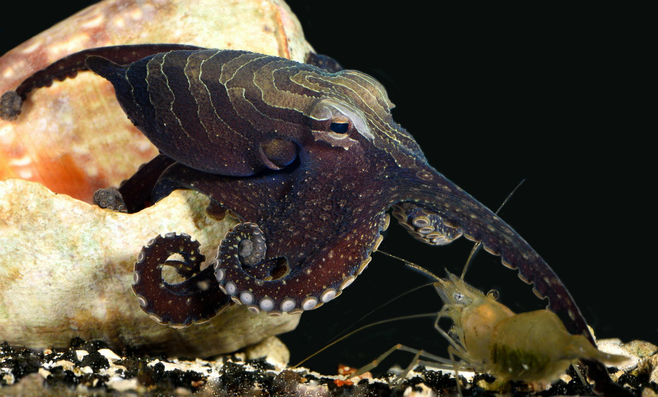 This handout photo provided by Roy L. Caldwell shows a LPSO male A15 canteleve large Pacific striped octopus about to catch a shrimp. Shifting shapes, sporting mesmerizing eyes, and showing uncanny intelligence, the octopus already is an oddball of the ocean. Now biologists have re-discovered a species of that sea creature that shares some of our social and mating habits. (Roy L. Caldwell via AP)