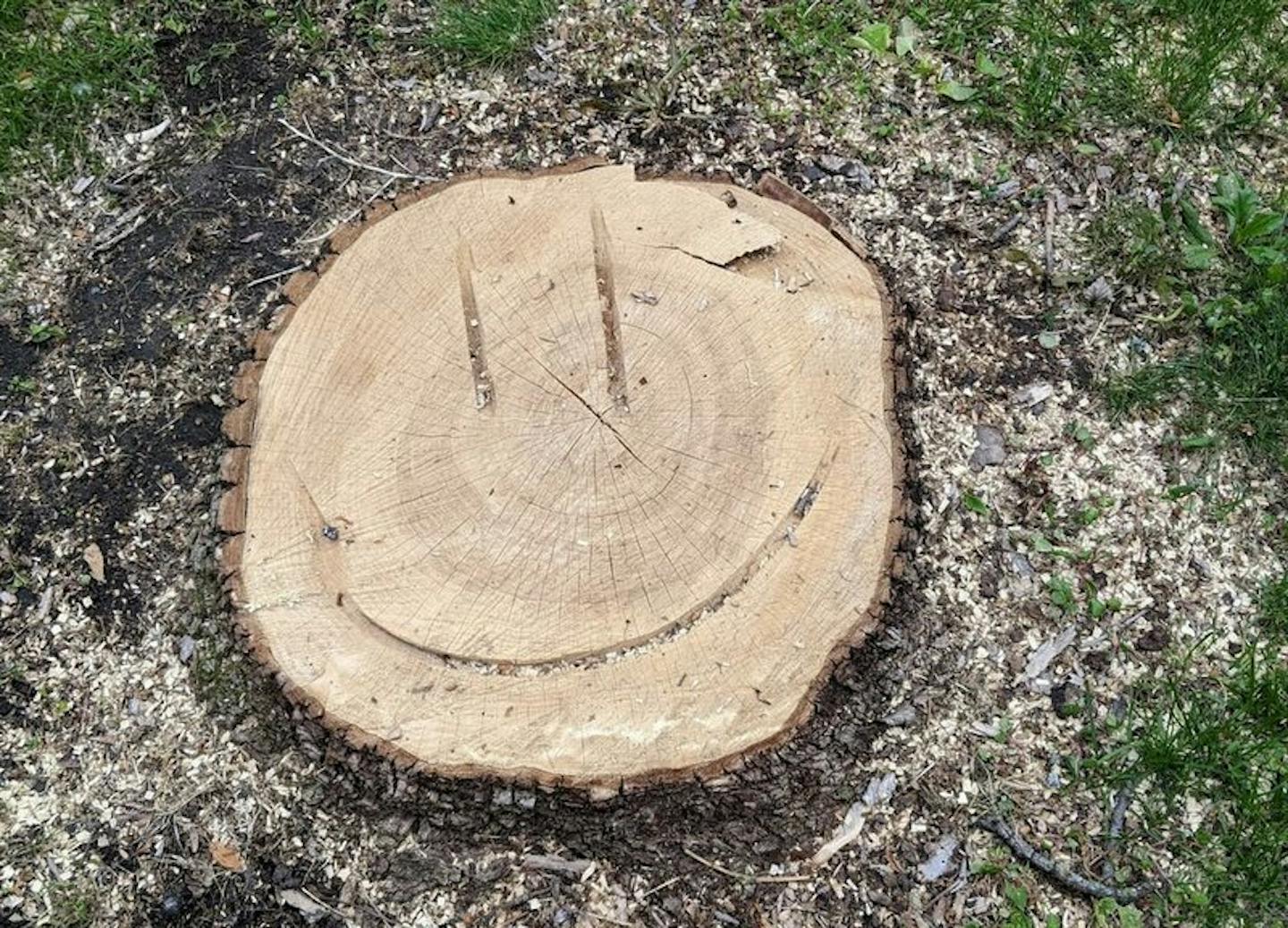 How to Preserve a Tree Stump (with Pictures) - wikiHow