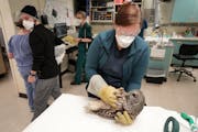 How the University of Minnesota is helping injured raptors fly again
