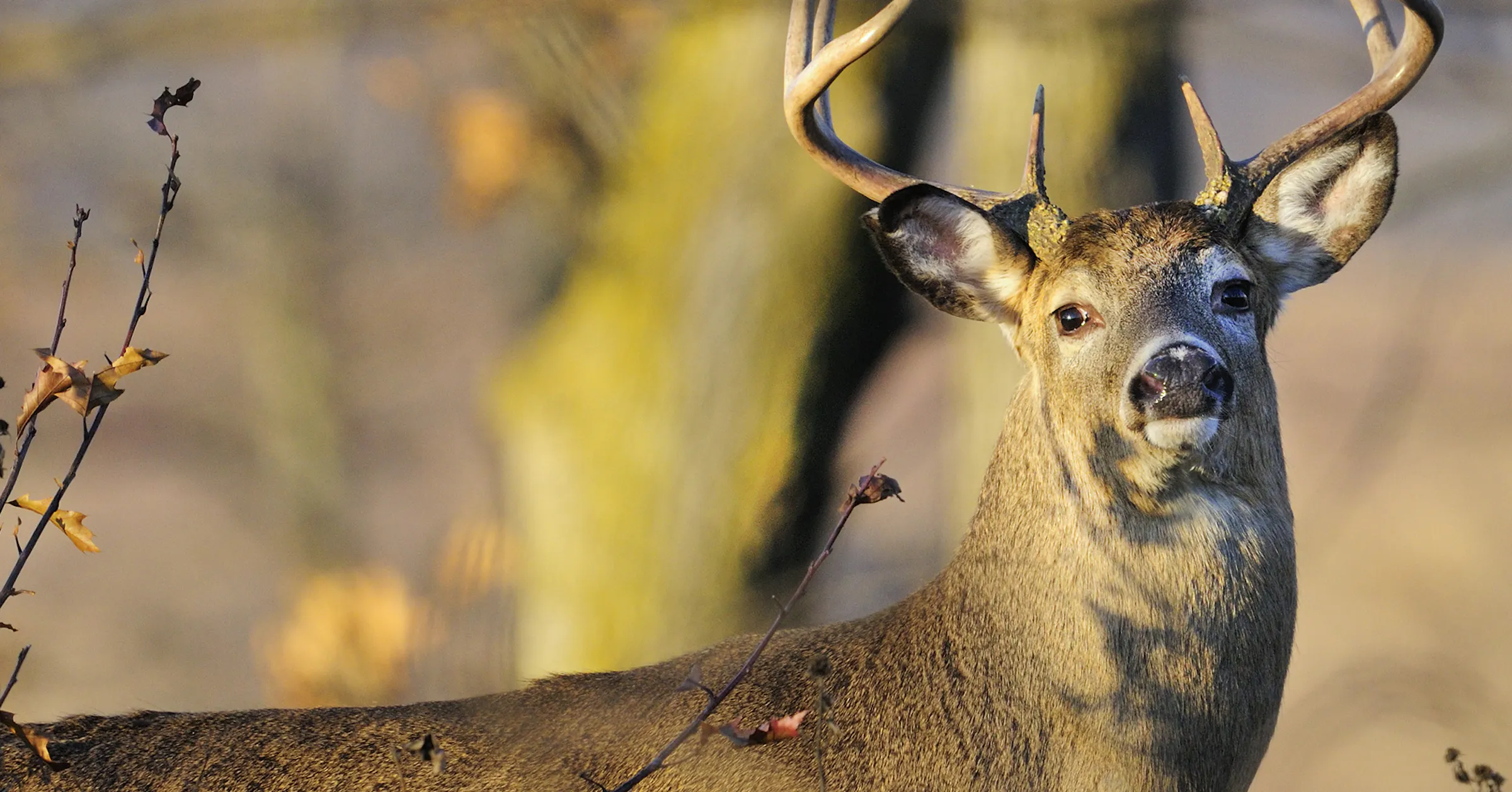 Deer Rut Minnesota Pondering the mystery of hunting the deer rut in Minnesota