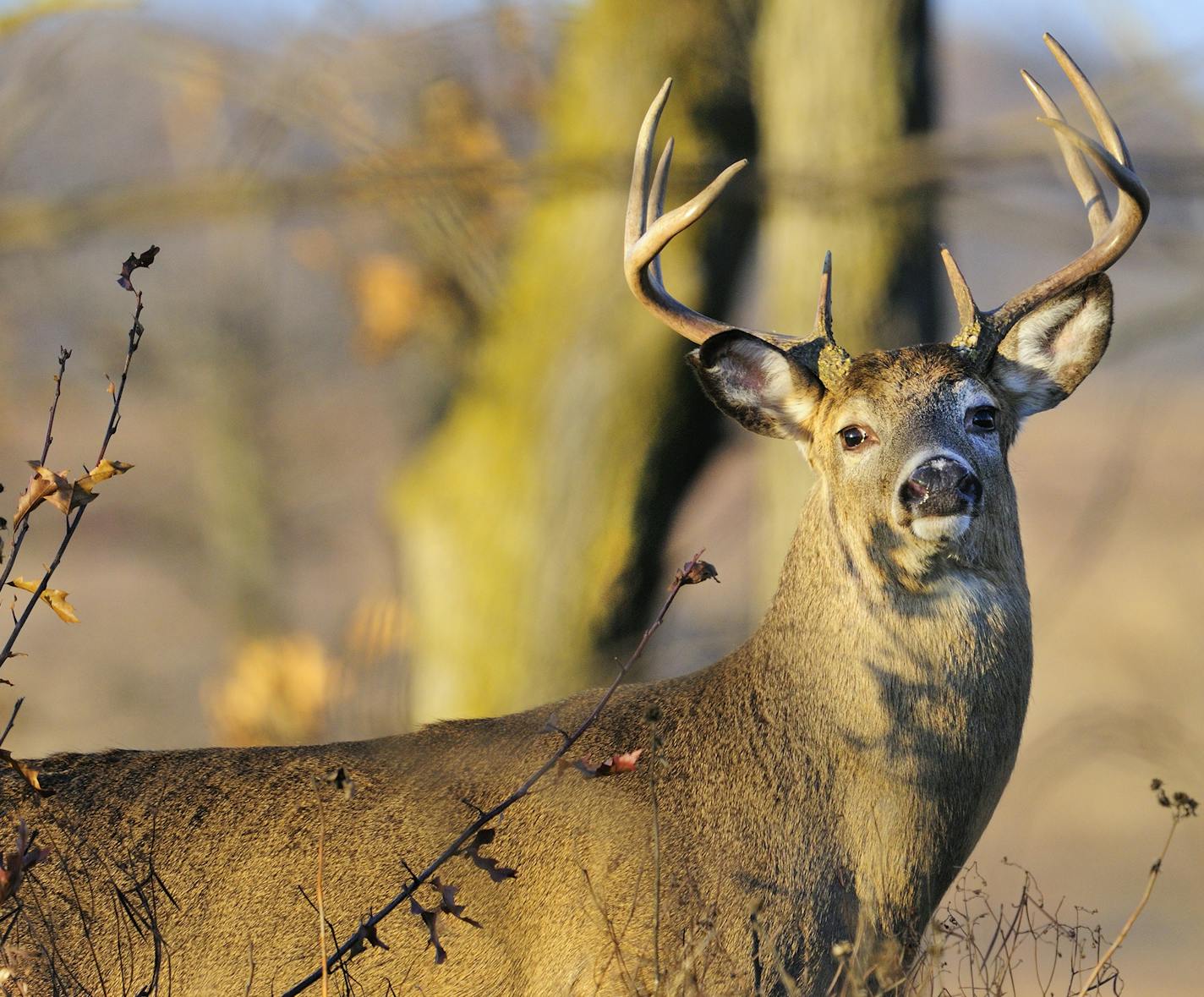 Minnesota firearms deer hunters will soon have in their sights trophy white-tailed bucks in the rut like this one.