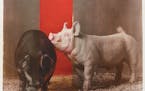 R.J. Kern 's "The Best of the Best" features portraits of livestock from the 2018 State Fair made using a 19th-century bronze-tinted salt photo techni