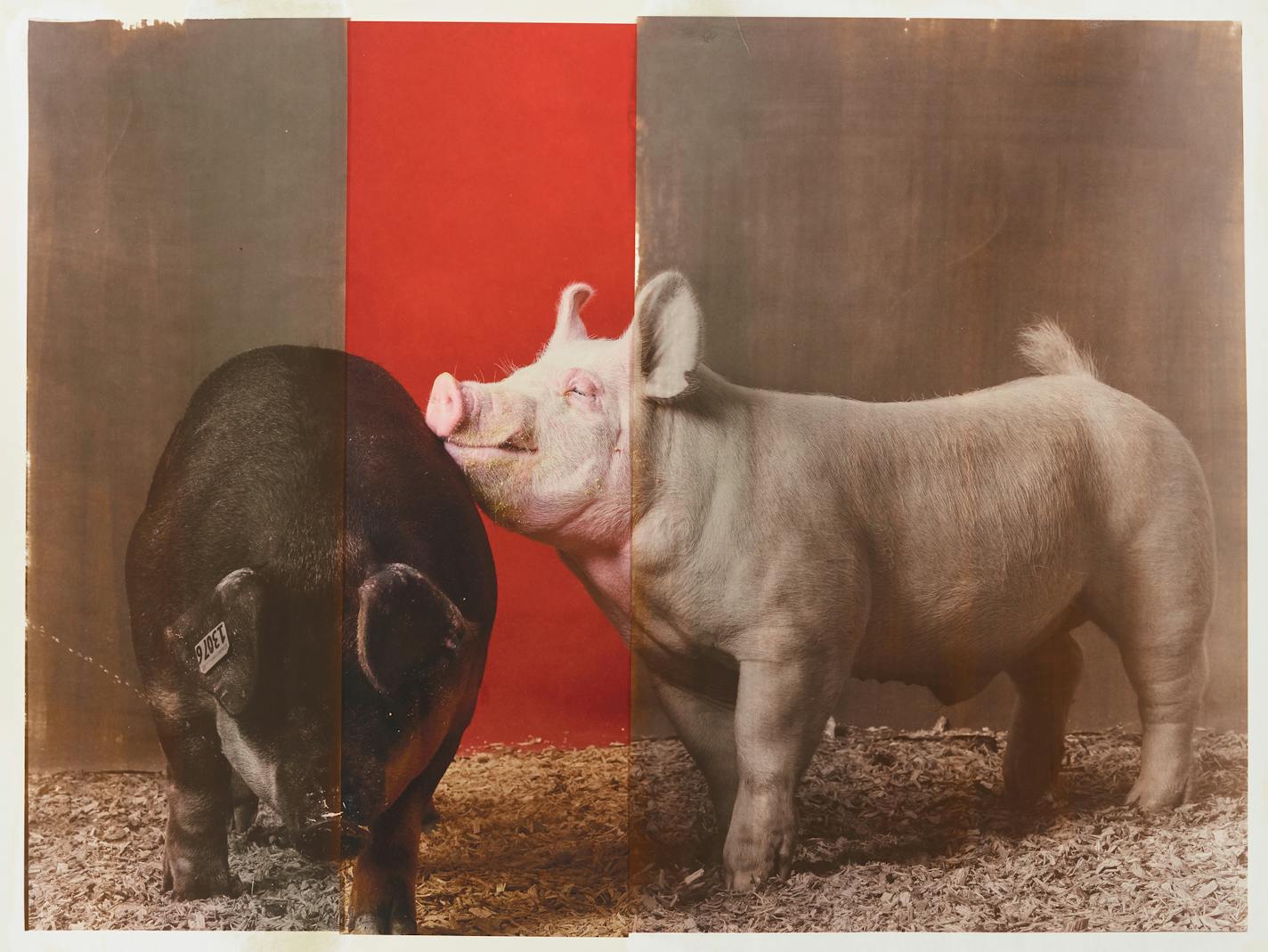 R.J. Kern 's "The Best of the Best" features portraits of livestock from the 2018 State Fair made using a 19th-century bronze-tinted salt photo technique.