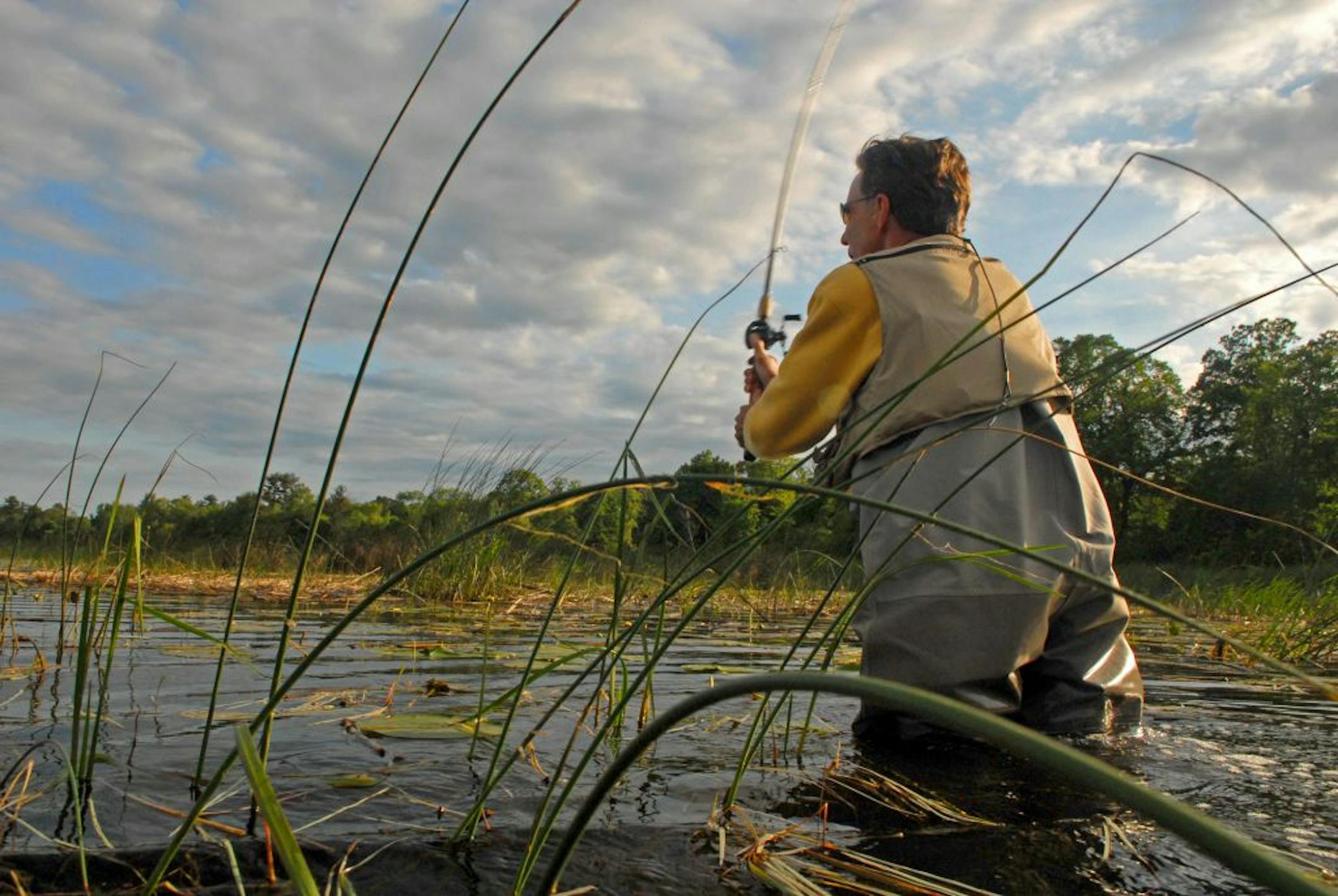 Wading for bass, Bill Marchel casts a Scum Frog into shoreline "slop'' of a Brainerd area lake.