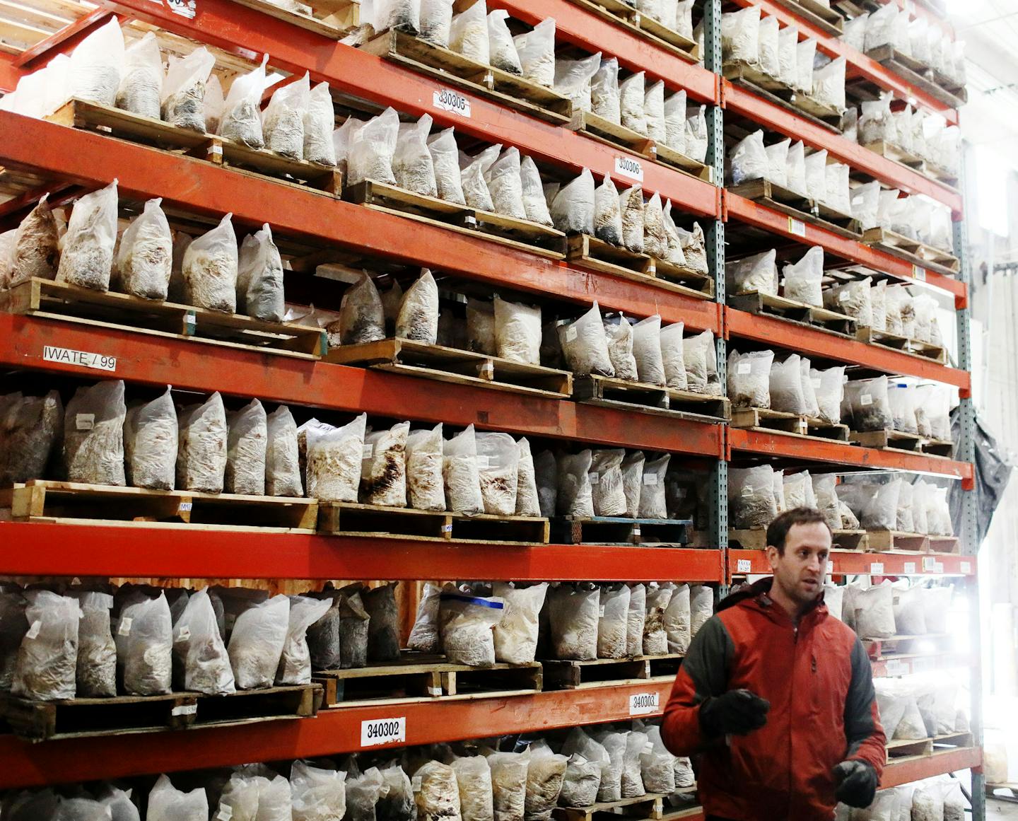 Mississippi Mushrooms president Ian Silver-Sharp near tall shelves of incubating mushrooms Thursday, March 7, 2019, in Minneapolis.