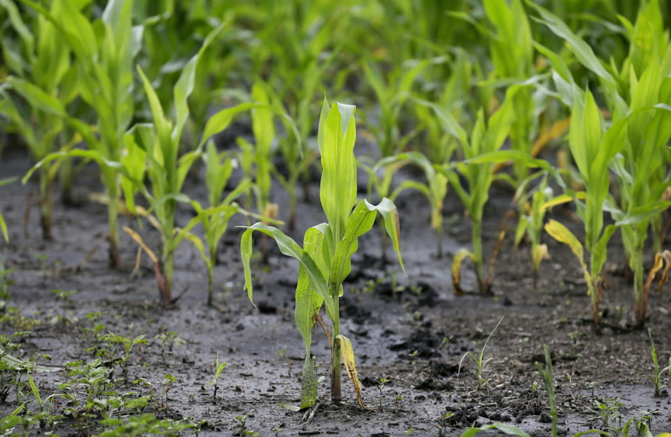 A corn plant sits in a muddy farm field, Monday, June 30, 2014, near Dallas Center, Iowa. The U.S. Department of Agriculture, in a report released Monday, says farmers are planting the smallest corn crop since 2010 but as expected have planted the largest soybean crop on record. (AP Photo/Charlie Neibergall)