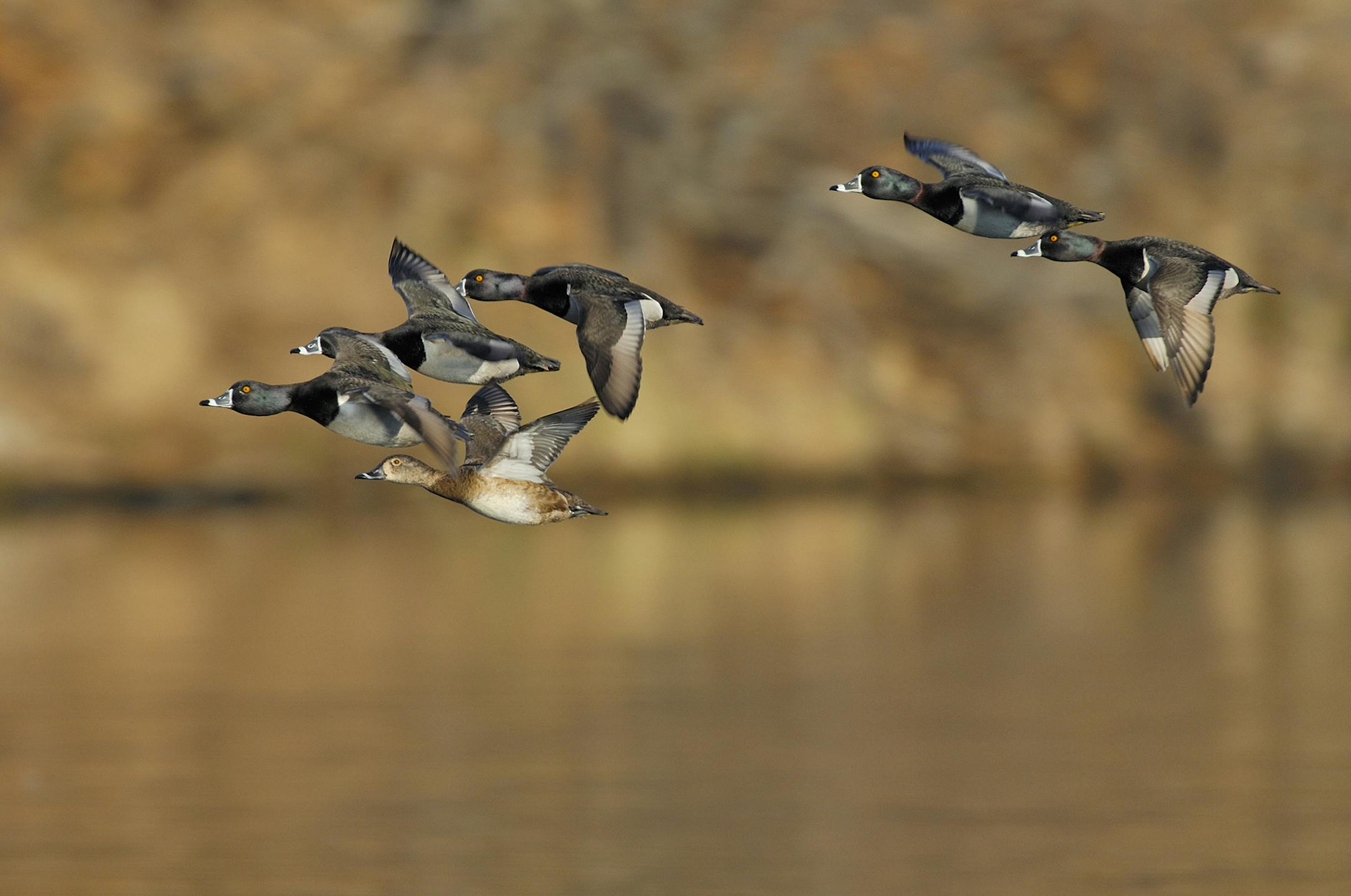 These ring-necked ducks are engaged in what is called a courtship flight. During these displays, male ducks numbering from a few, up to as many as 25, will chase a single hen while in flight. Each drake does its best to woo the unpaired hen. Some biologists believe the drake that stays nearest the hen will likely win her favors.