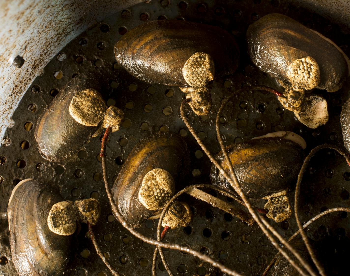 Actinonaias ligamentina, known commonly at mucket clams, sit in a tank of raw river water in a bio monitoring station. If the mucket clams detect hazardous toxins, they close, alerting city water employees via sensors. The tank was drained for illustrative purposes. ] Aaron Lavinsky &#x2022; aaron.lavinsky@startribune.com Clamming up is a bad sign at the Minneapolis waterworks. City crews are using clams as part of an EPA experiment to get early warning of sudden changes in river water toxicity