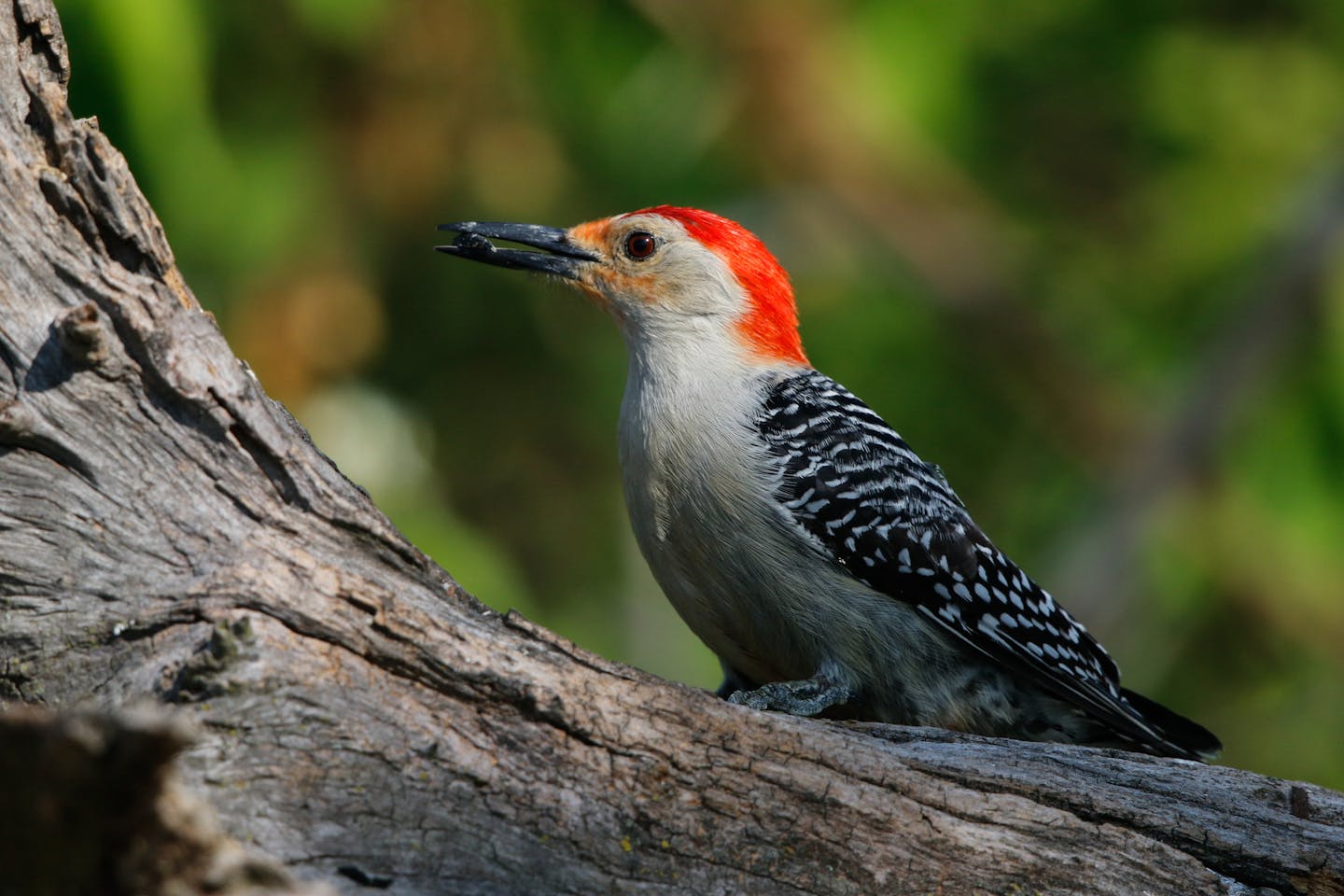 A red-bellied woodpecker, a sunflower seed held firmly in its beak, heads away from a feeder to cache the food for later consumption.