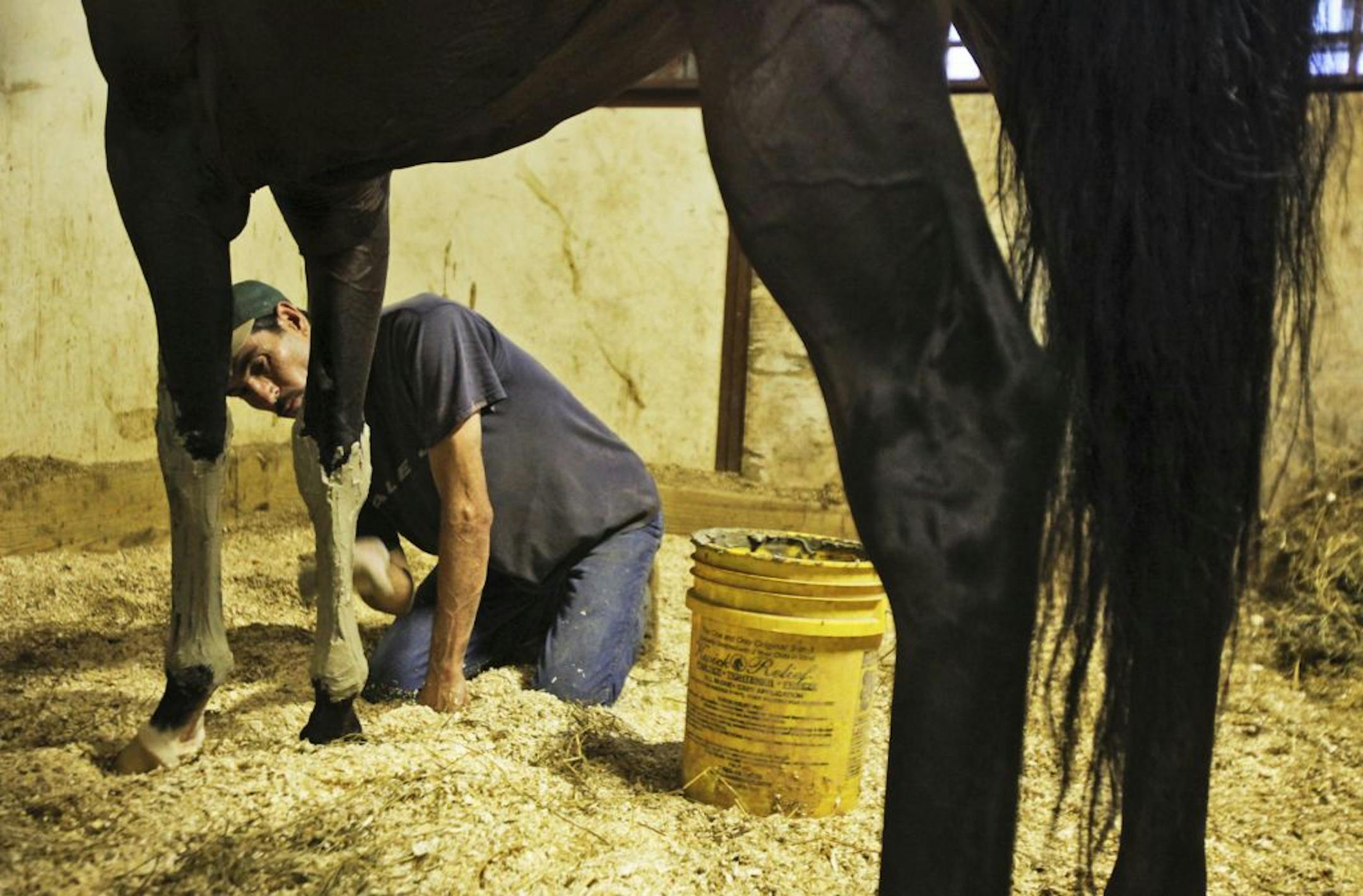 Canterbury Park worker Elias Ortiz tended to one of the park's race horses in a park barn.