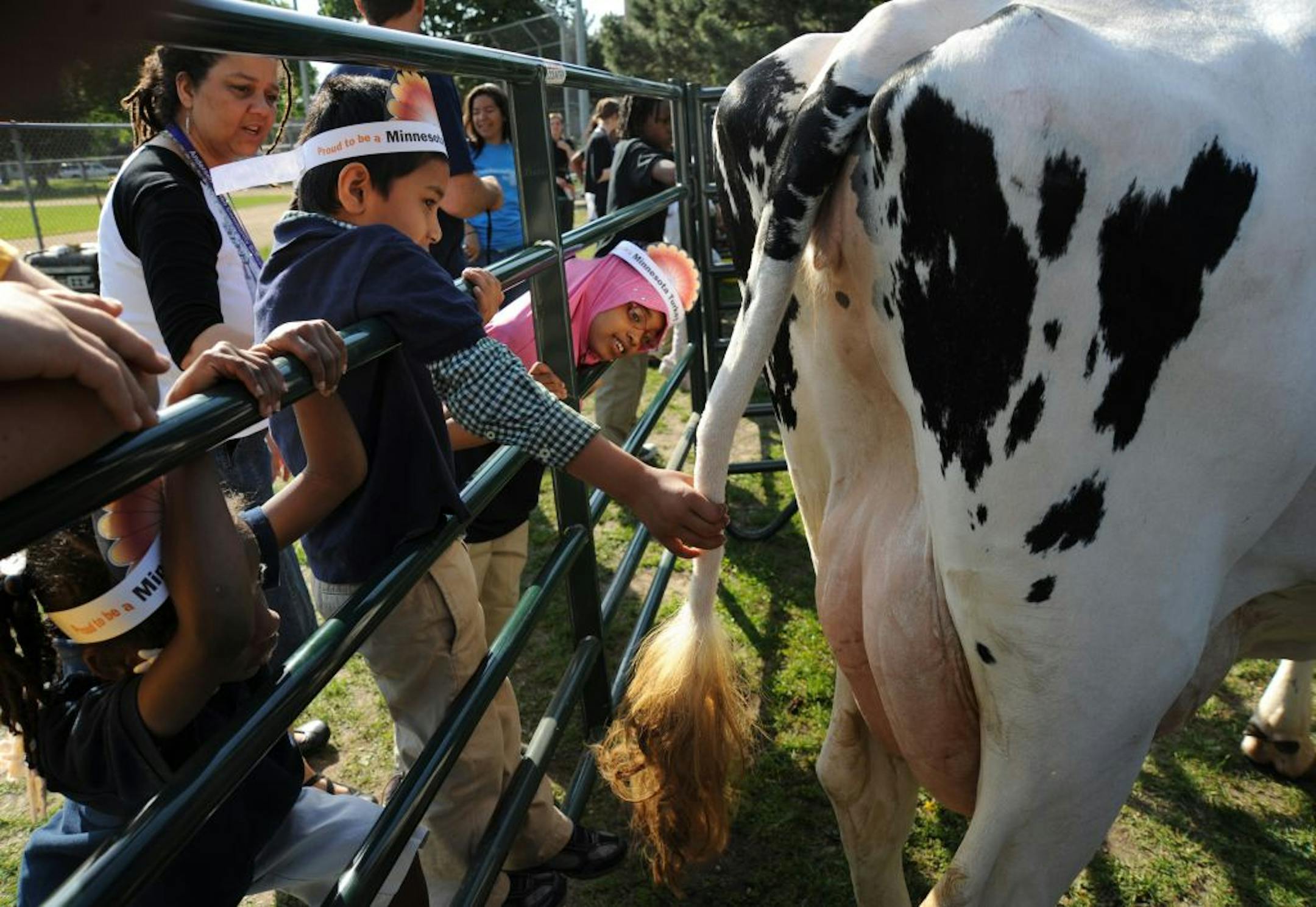 Andersen United Community School students met with Morris area Future Farmers of America learning where their food is produced.The students got to pet sheep,hogs and cows and watch a milking demonstration. Sanjaya Motey 7 years old had this dairy cow by the tail and was fascinated by the animal, he spent a lot of time getting to know this cow from head to tail.
