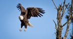 Bald eagle, Voyageurs National Park.