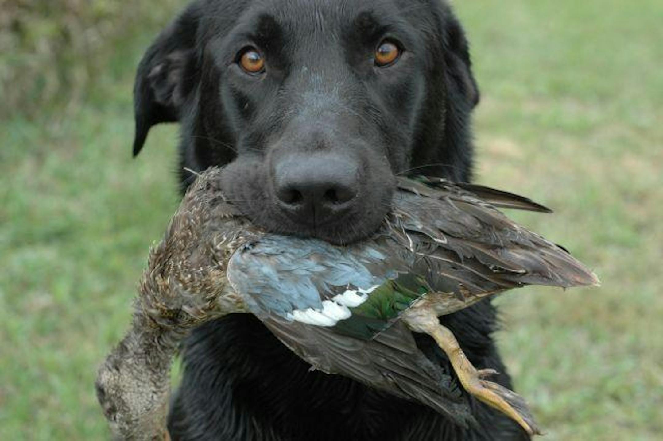 Doc had a good day on the duck opener. But he might have a bad day next outing.