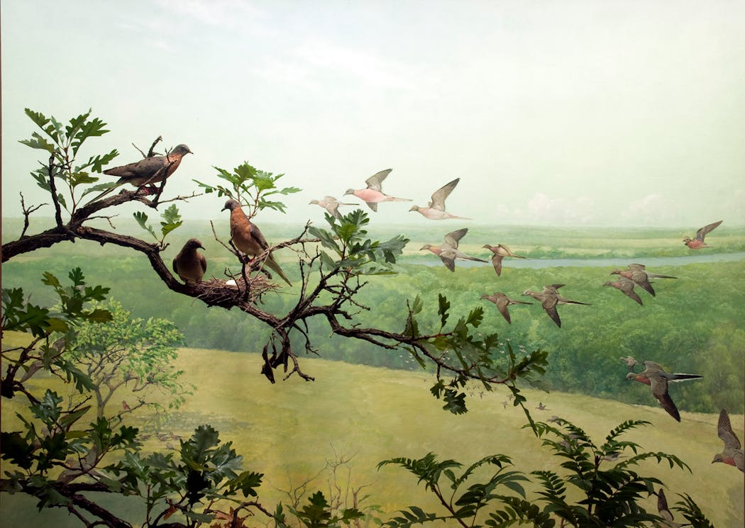 The Bell Museum of Natural History Image is of the museum’s Passenger Pigeon diorama, 1964. Background was painted by Francis Lee Jaques and foreground by John Jarosz. The diorama depicts the northern rim of the Minnesota River valley south of Minneapolis.