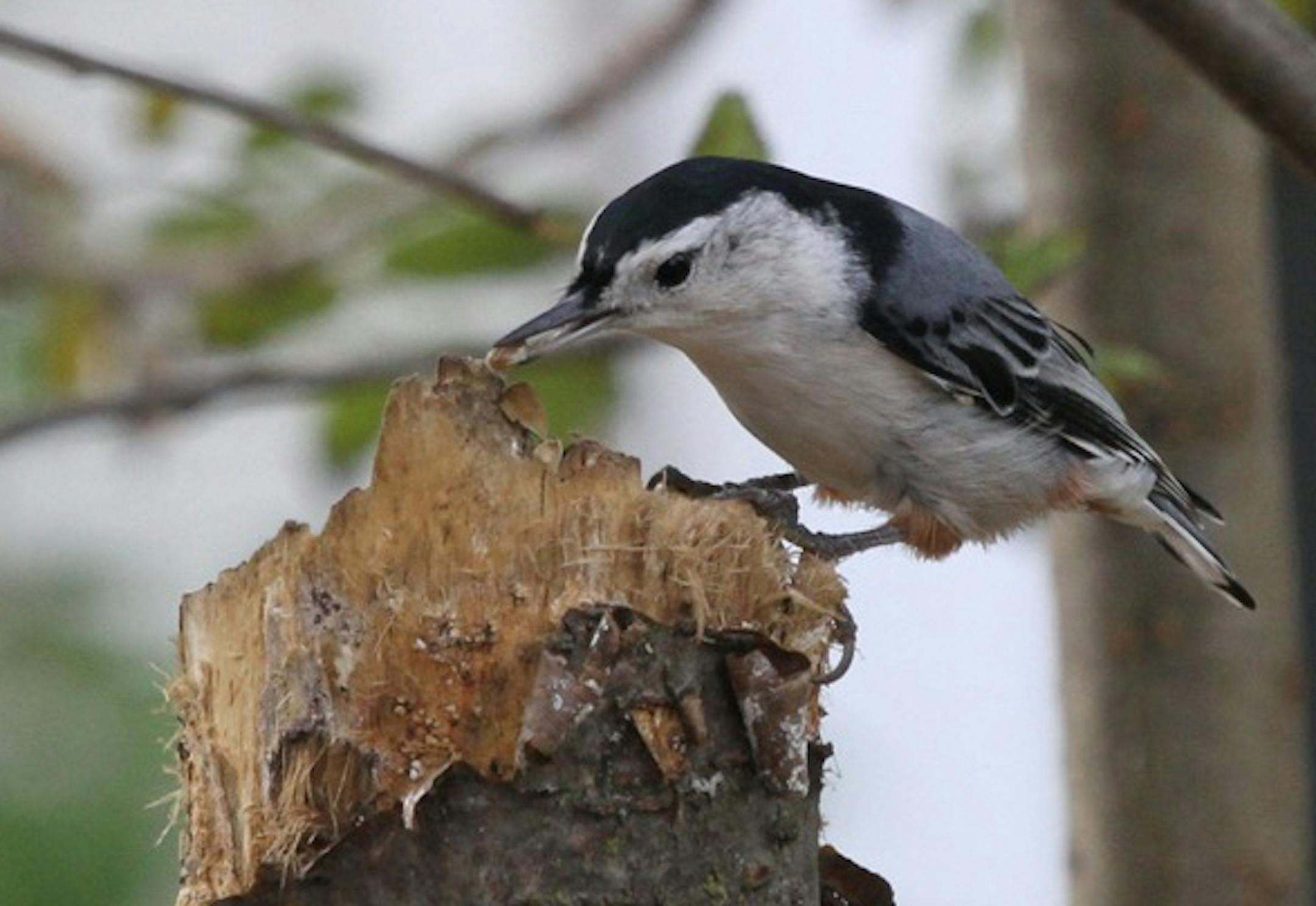 2. A white-breasted nuthatch, part of a group of foraging birds, gets ready to ìhatchî (hack) a piece a food into edible pieces. Photo by Don Severson, special to the Star Tribune