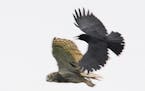Why do crows harass owls?