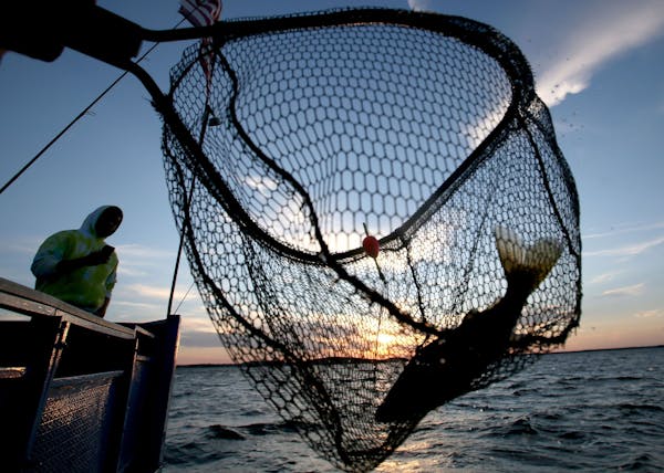 Walleye fishing has been stopped early two years in a row on Mille Lacs.