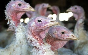 Turkeys are pictured at a Minnesota turkey farm.