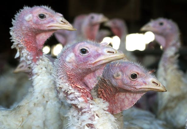 Turkeys are pictured at a Minnesota turkey farm.