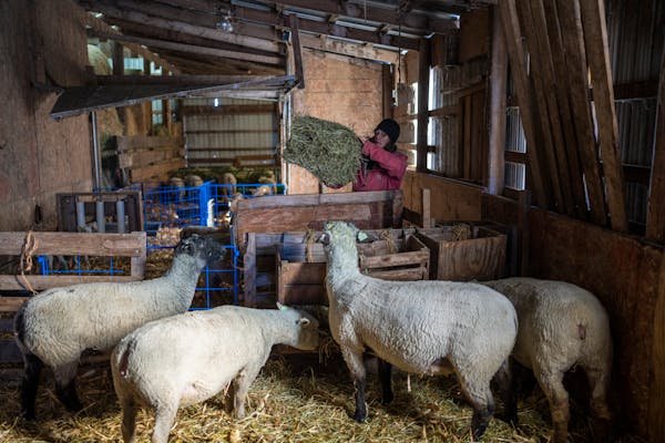 Christine Sachs feeds ewes in a barn on her second-generation family farm in Empire, Minn. Sachs' husband Jared Sachs grew up farming on this farm. Th