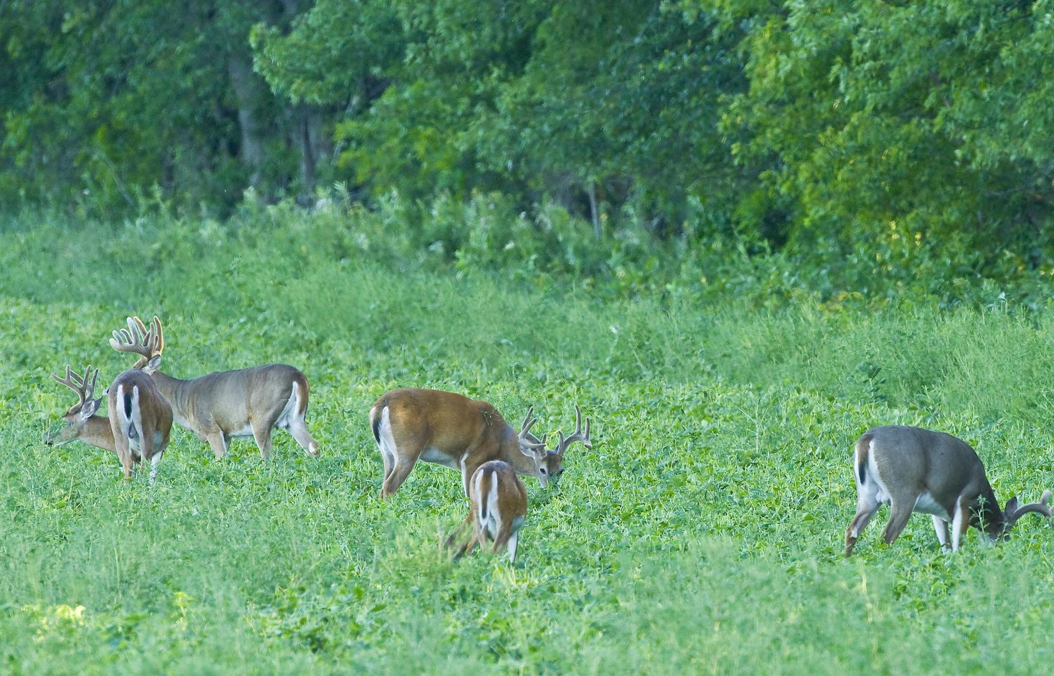 This group of bucks feeding in a weedy soybean field just prior to sunest was found during a late summer scouting trip.