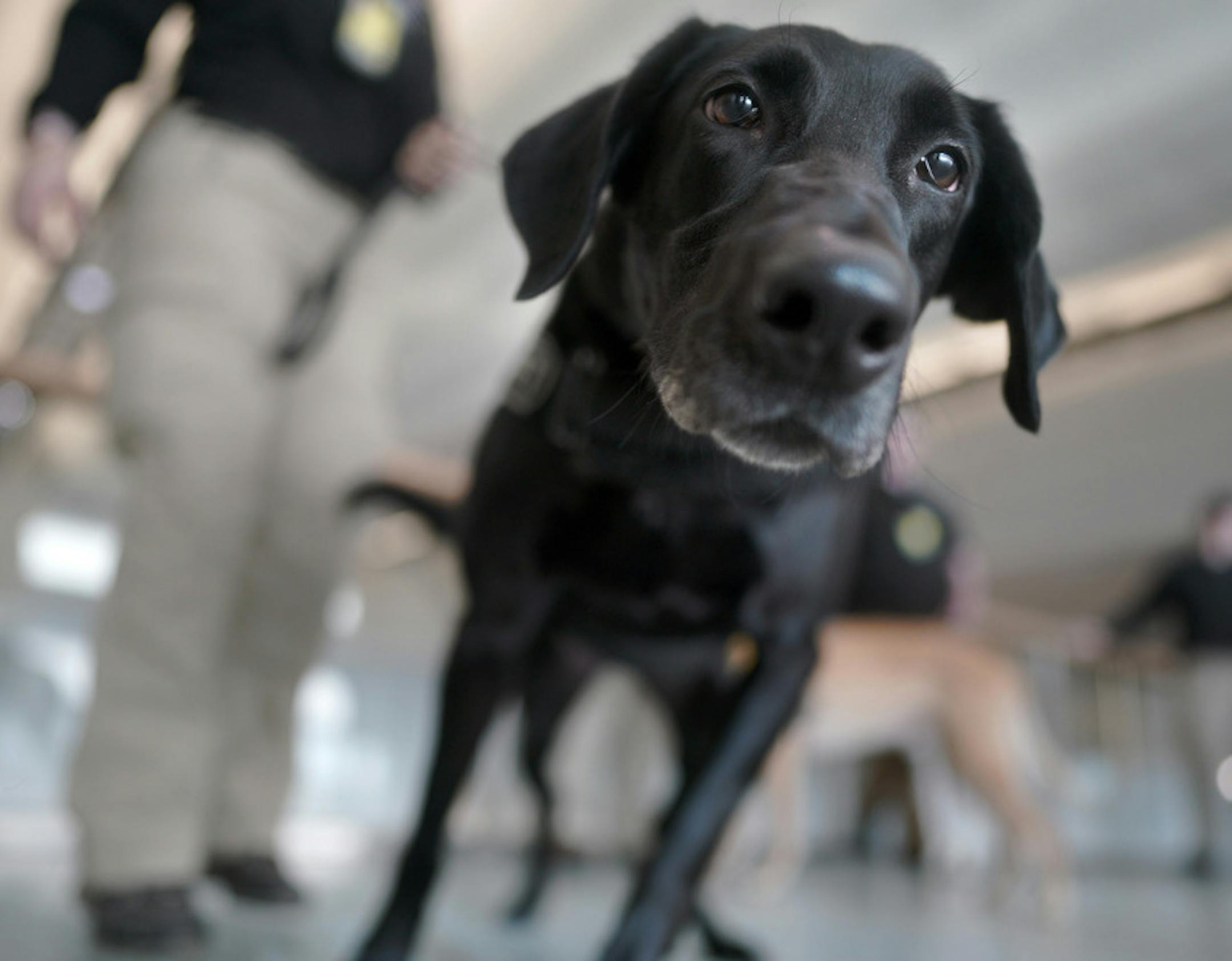 TSA Dogs at MSP. Black Lab Millie, A K9 TSA dog at MSP is handled by Denise Smith.
brian.peterson@startribune.com
Minneapolis, MN Thursday, February 14, 2019