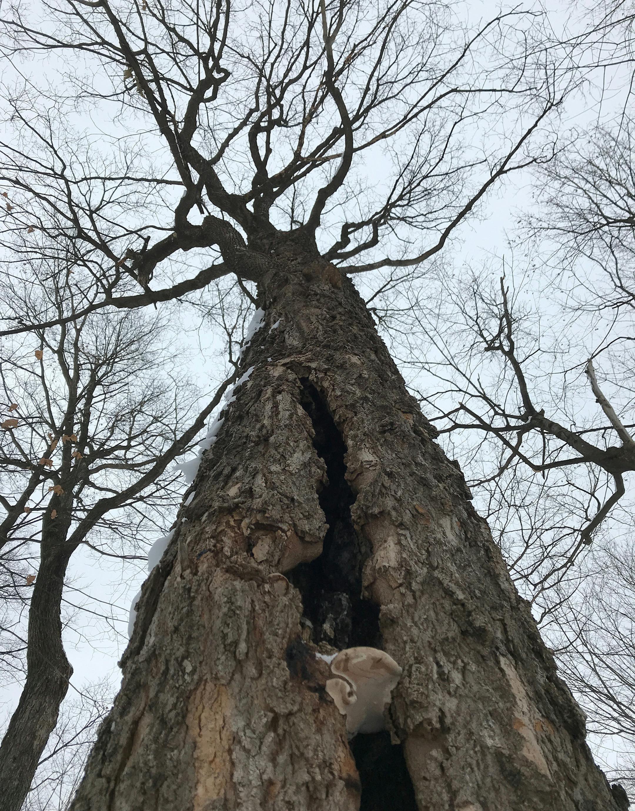 Wolsfeld Woods Scientific and Natural Area is a remnant of a Big Woods ecoystem that once flourished in parts of Minnesota