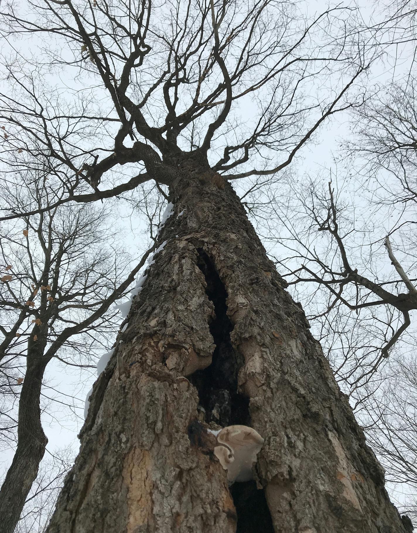 Wolsfeld Woods Scientific and Natural Area is a remnant of a Big Woods ecoystem that once flourished in parts of Minnesota