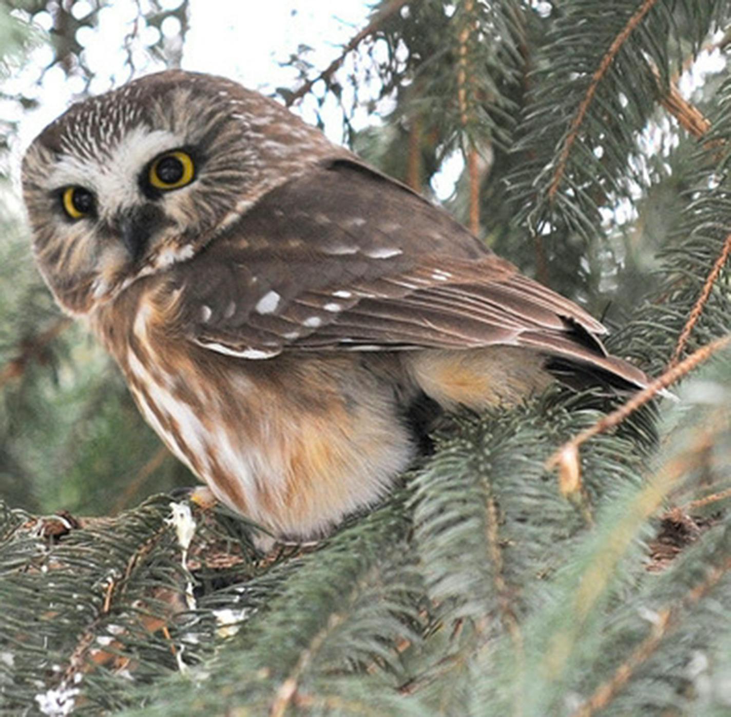 Saw-whet owl {Photo by Jim Williams]