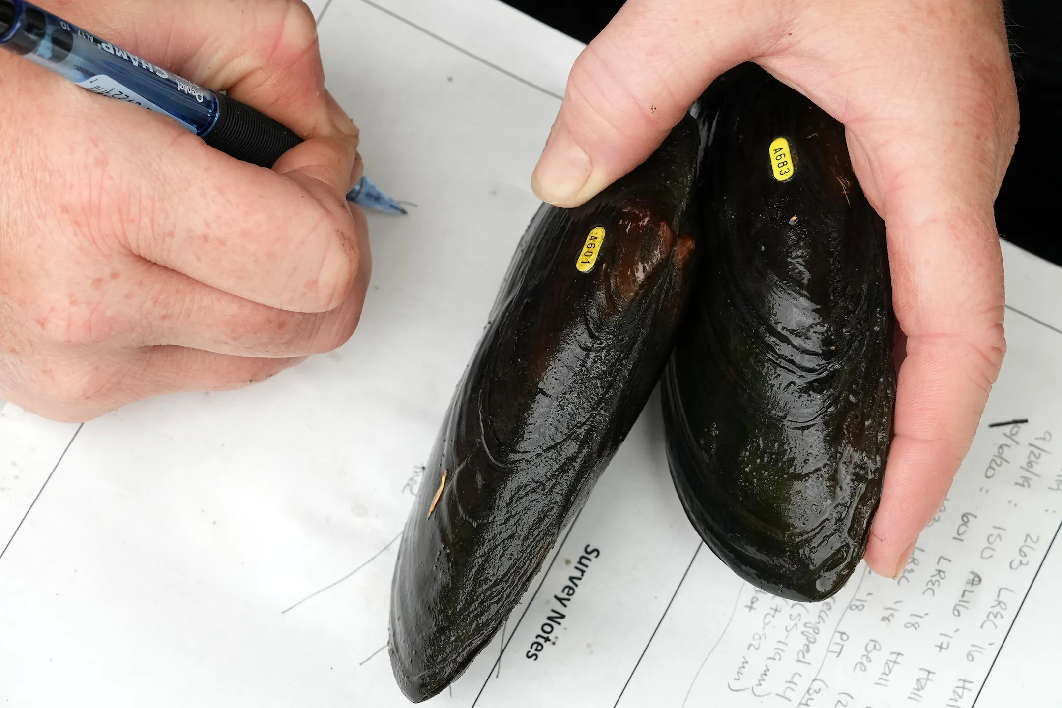 Endangered mussels reproducing in Minnesota's Cedar River for first ...