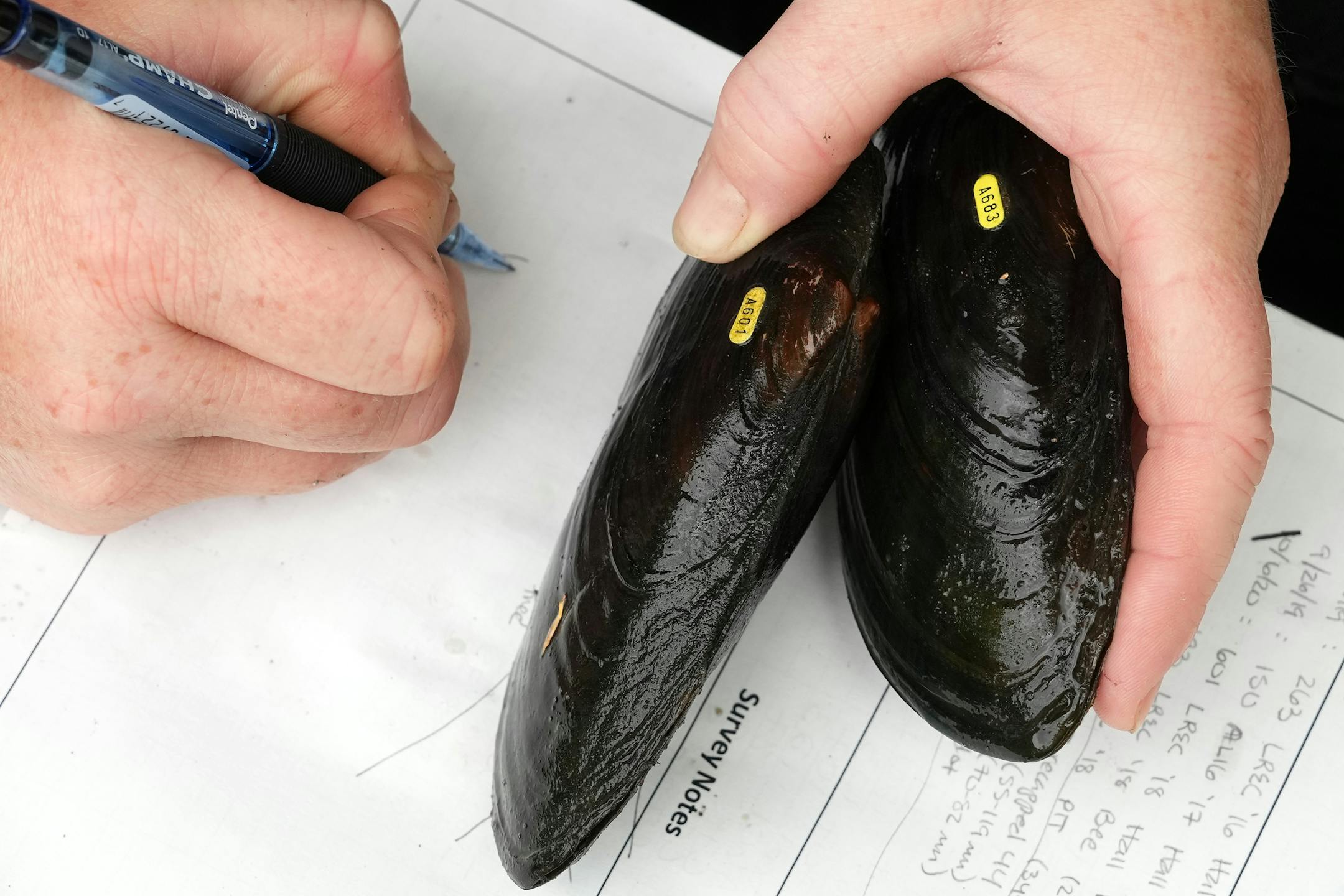 Lindsay Ohlman, a mussel propagation biologists with the Minnesota DNR, takes notes on tagged black sandshell mussels as she and a team surveyed their populations in a section of the Cedar River.