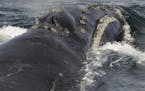 In this Sunday, Aug. 6, 2017 photo provided by NOAA Fisheries a North Pacific right whale swims in the Bering Sea west of Bristol Bay. Jessica Crance,