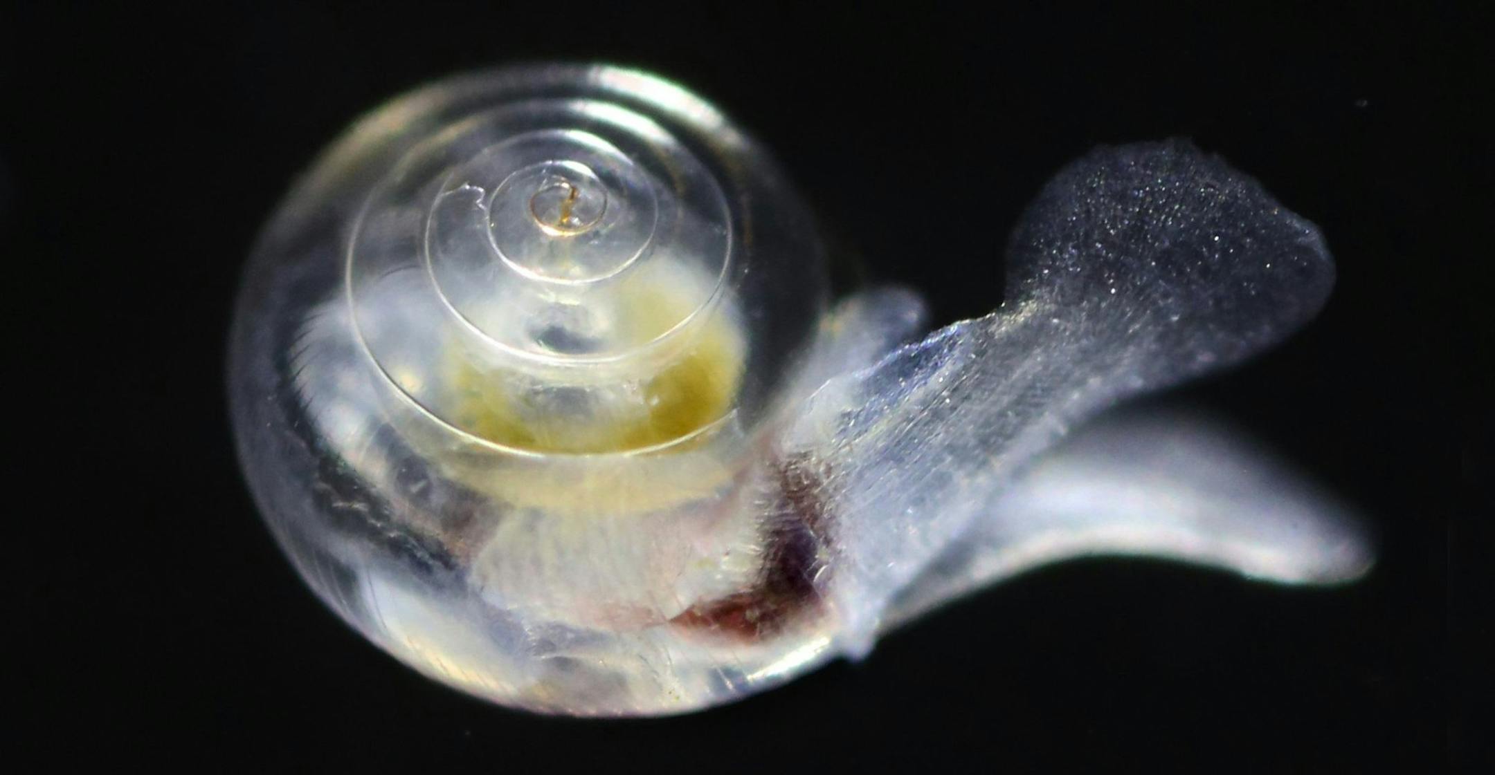 Tiny, translucent snails, also known as sea butterflies, provide food for salmon, herring and other fish. Seen under a microscope, this one's shell is smooth. (Steve Ringman/Seattle Times/MCT)