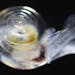 Tiny, translucent snails, also known as sea butterflies, provide food for salmon, herring and other fish. Seen under a microscope, this one's shell is