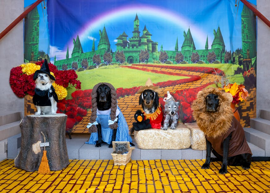 See the winners of the 2023 Star Tribune Halloween Pet Costume Contest