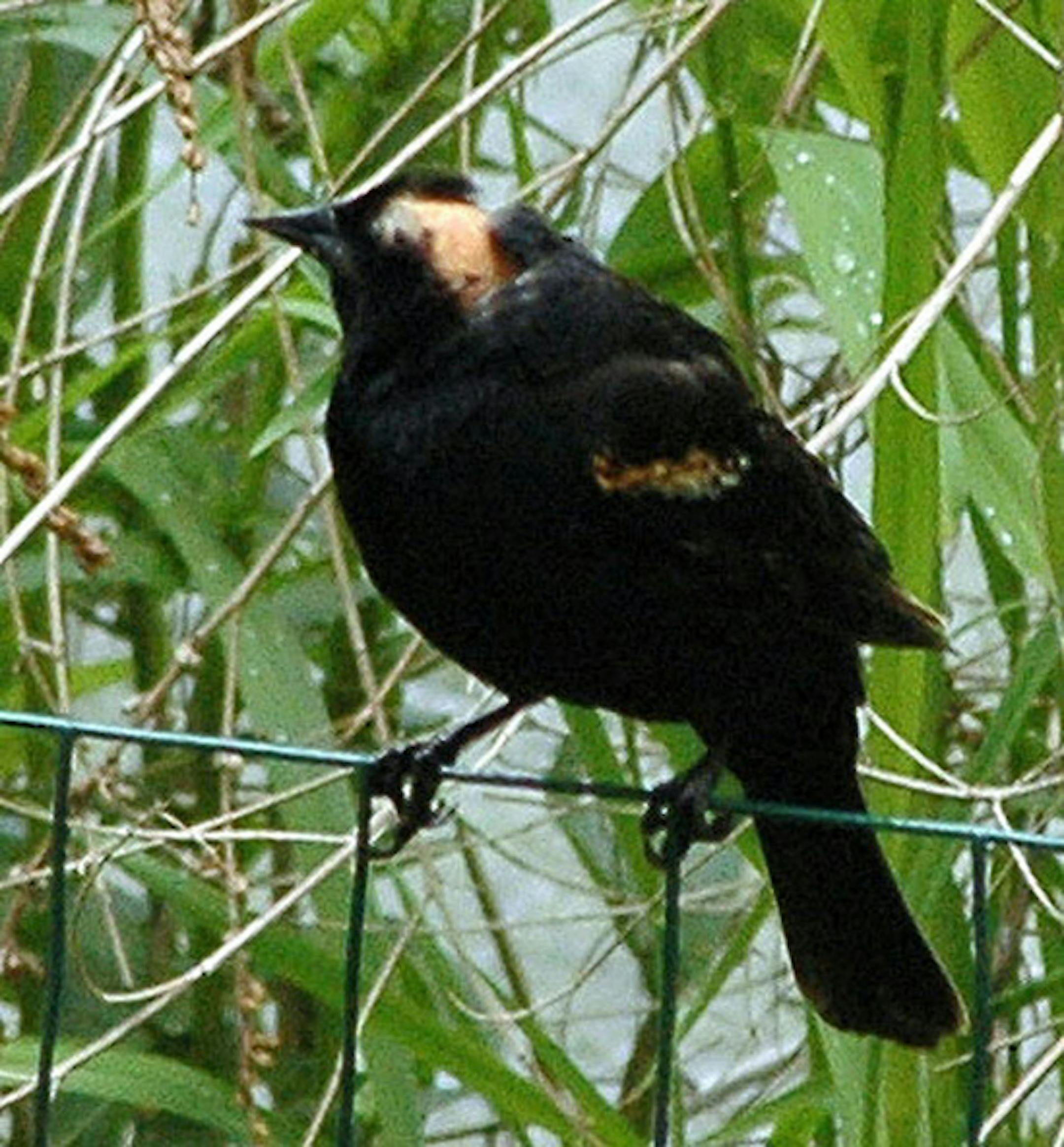 A partly bald red-winged blackbird