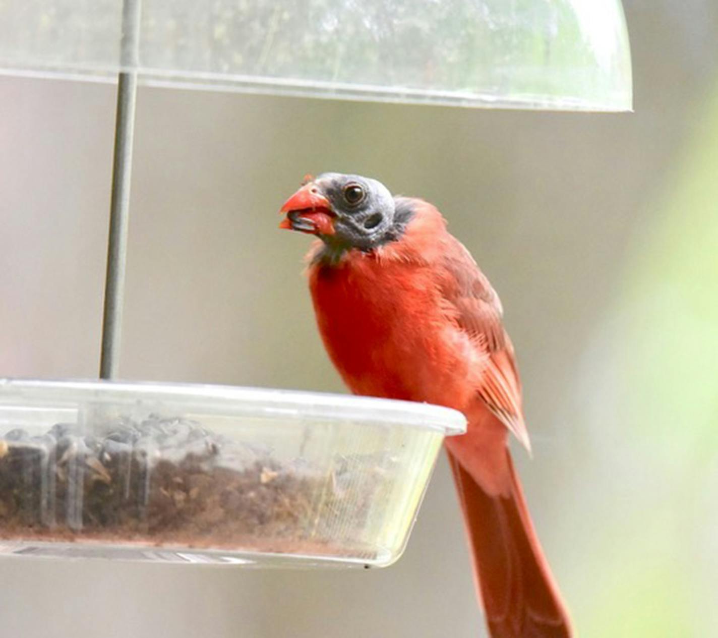 A male Northern cardinal with a bald head perches on a feeder with a seed in its beak.