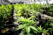 Young cannabis plants grow in the Otsego facility run by Vireo Health, one of two companies the state allows to grow and refine medical marijuana. Rec