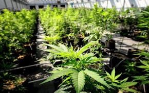 Young cannabis plants grow in an Otsego facility run by Vireo Health, in 2021.