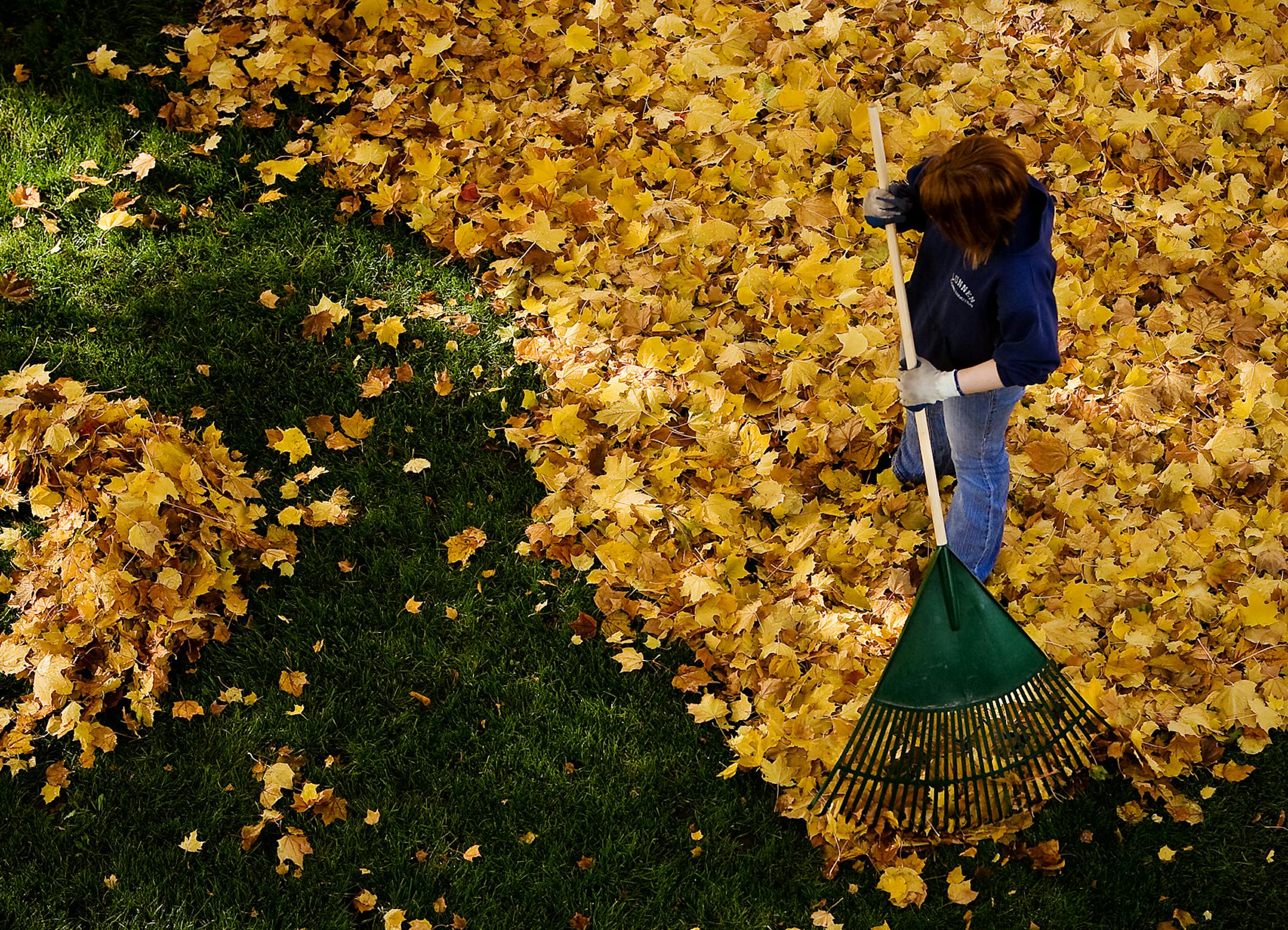 Sally Lunnen rakes leaves Monday, Nov. 3, 2008 from the lawn of the Roosevelt Inn in Coeur d'Alene, Idaho. (AP Photo/Coeur d'Alene Press, Jerome A. Pollos) ** MANDATORY CREDIT **