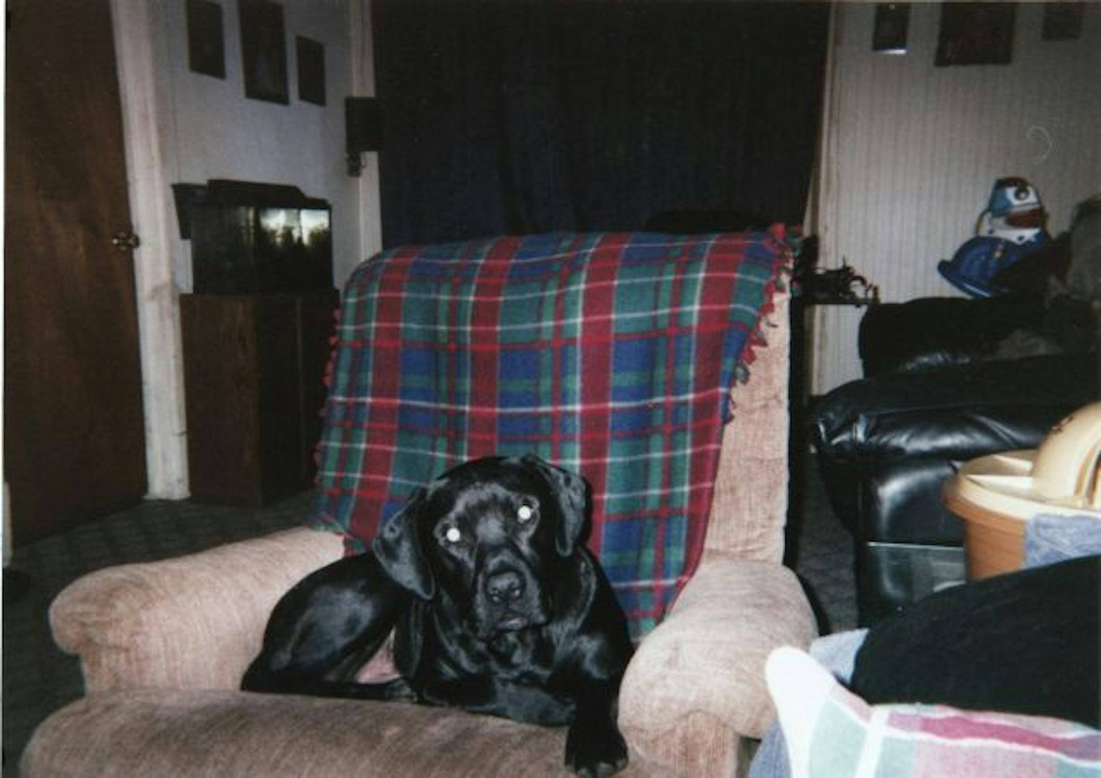 Vinny gets comfortable in his favorite chair.