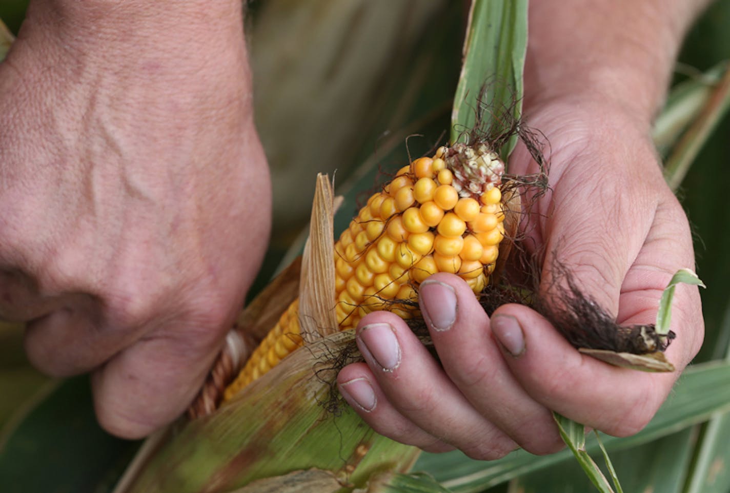 Dan Erickson, regional representative for the Minnesota Corn Growers Association examined his corn crop at his Alden Minnesota farm on 9/18/13. As autumn officially rolls in, we look at the outlook for harvests of corn and soybeans, MN's two largest crops. Upshot is that despite lack of precip since June, corn crop generally looks on par with last year, according to USDA, though there are regional variations (southeast Minnesota never recovered from early May snowfall). Dry conditions will hurt