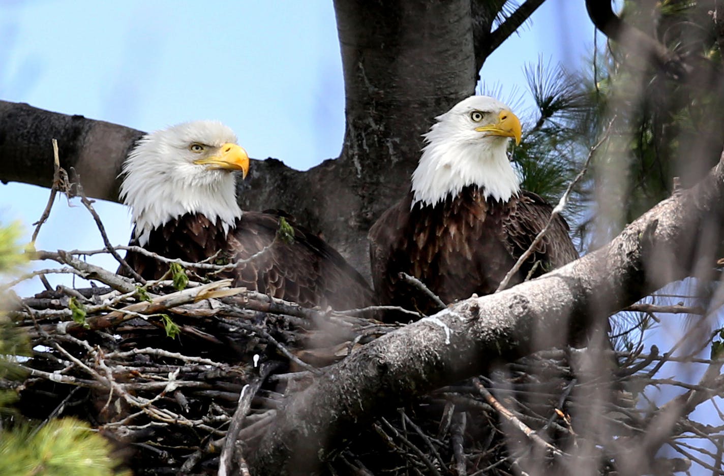 A bald eagle pair nested in a Minneapolis residential neighborhood near the Mississippi River in 2016.