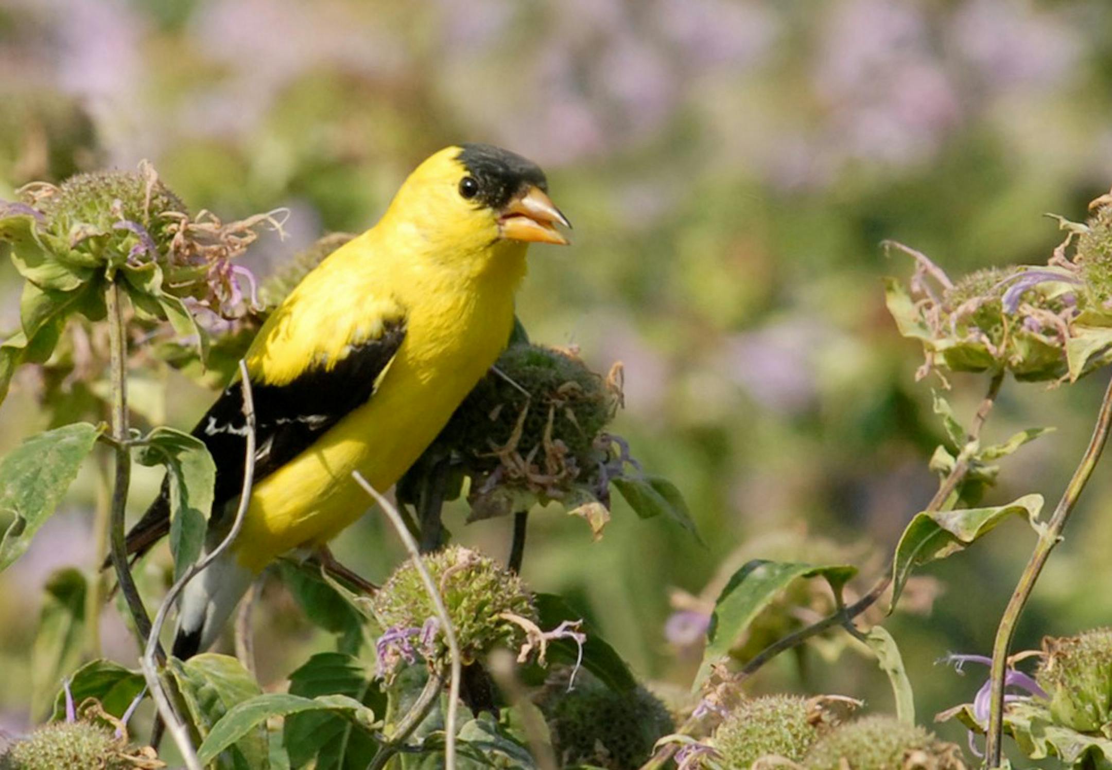 A male goldfinch enjoys a meal of monarda seeds.
credit: Jim Williams